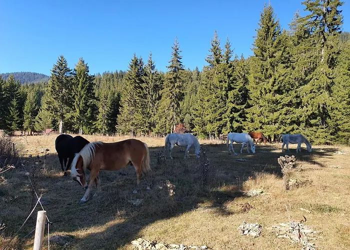 Apart-hotel вю, флора, комплекс маунтин 4*